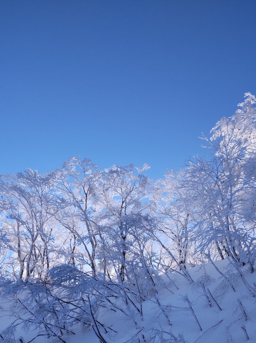 大山國際滑雪場（大山国際スキー場） 實景照片 10