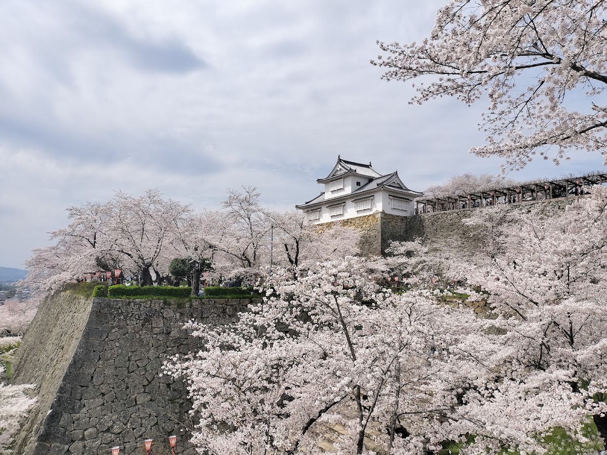 白天城堡與櫻花大景