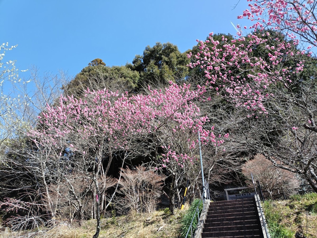 道之驛 天龍相津 花桃之里（道の駅 天竜相津 花桃の里） 實景照片 3