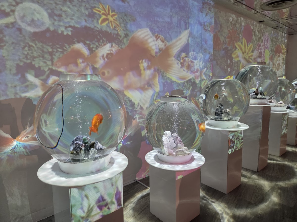 奈良金魚博物館（奈良金魚ミュージアム） 實景照片 4