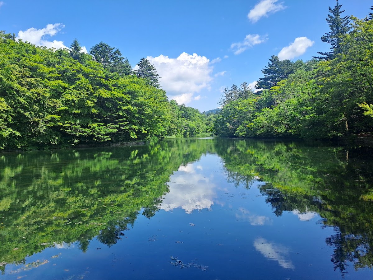雲場池夏日綠樹湖景