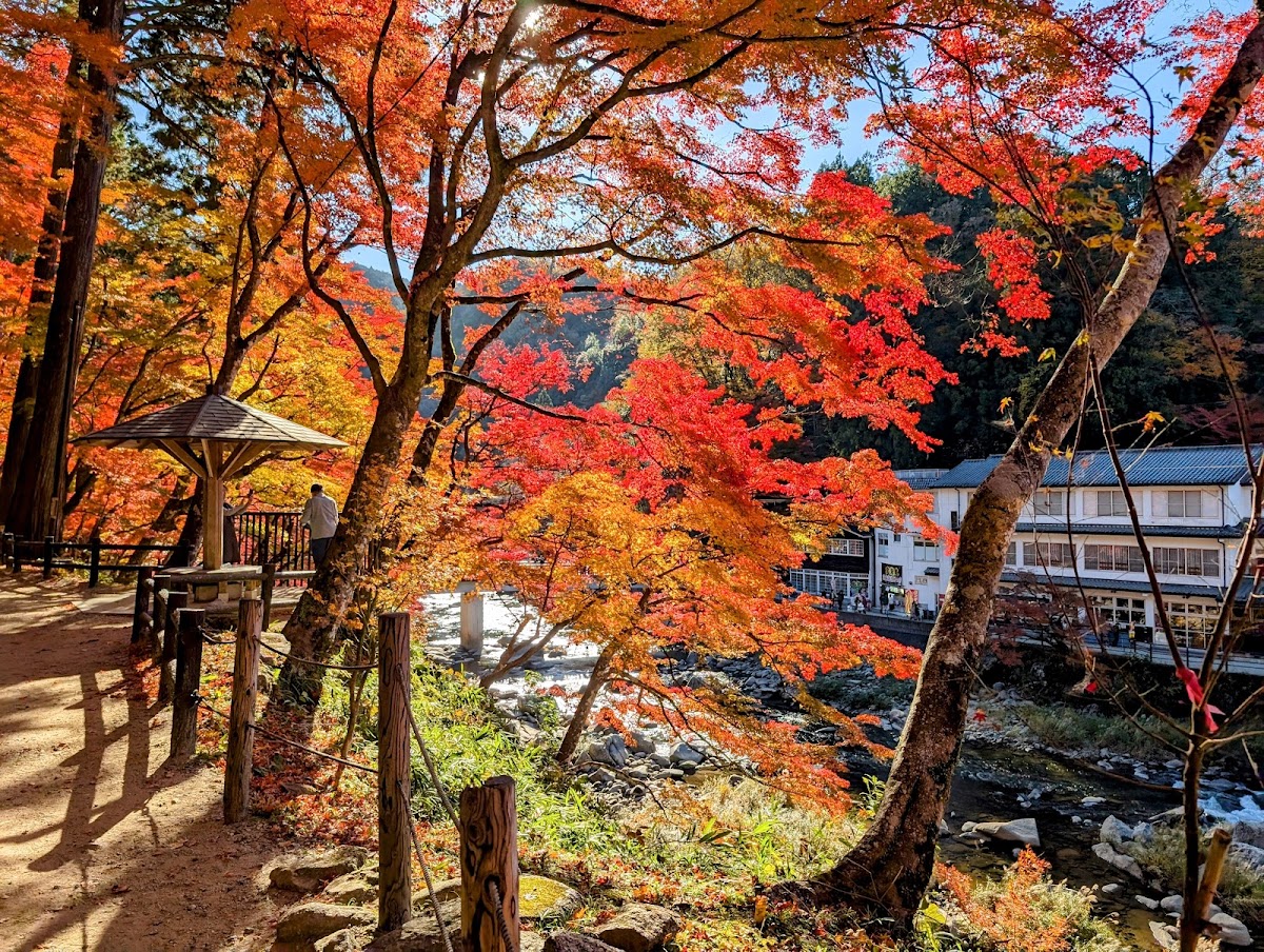 步道與艷紅楓葉涼亭