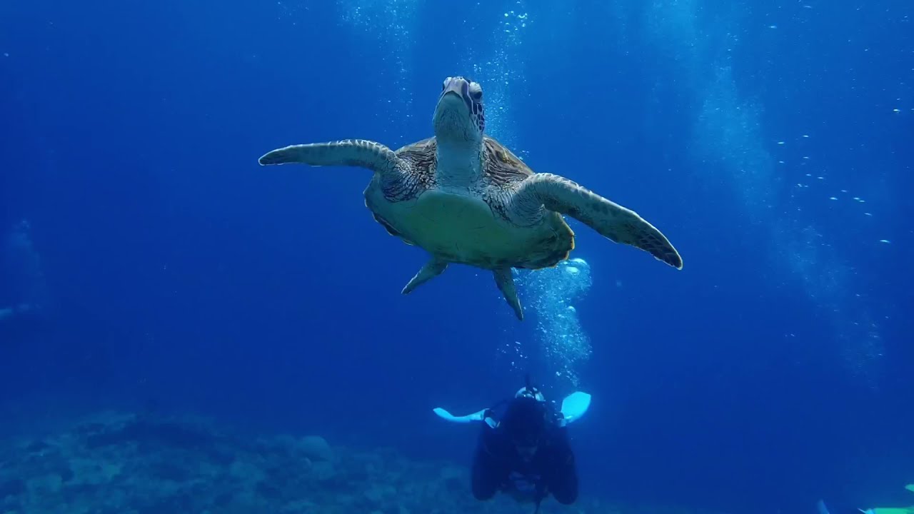 沖繩潛水｜慶良間群島 Kerama Island in Okinawa Japan｜潛魂
