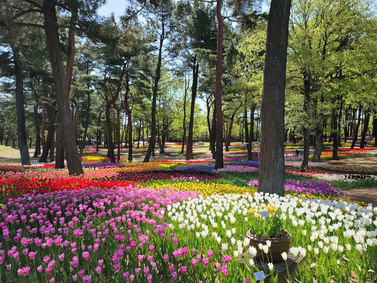 國營常陸海濱公園(国営ひたち海浜公園) 實景照片 5