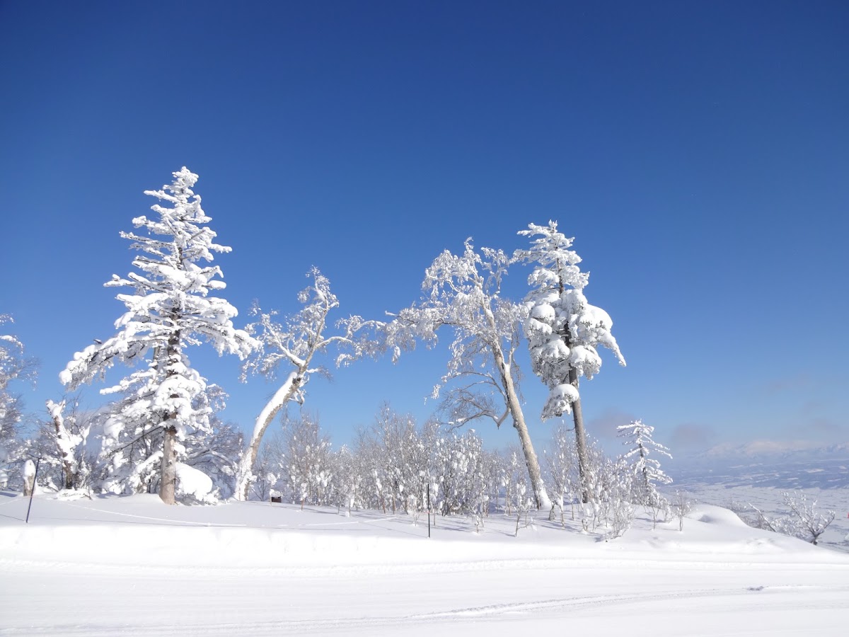 富良野滑雪場(富良野スキー場) 實景照片 5