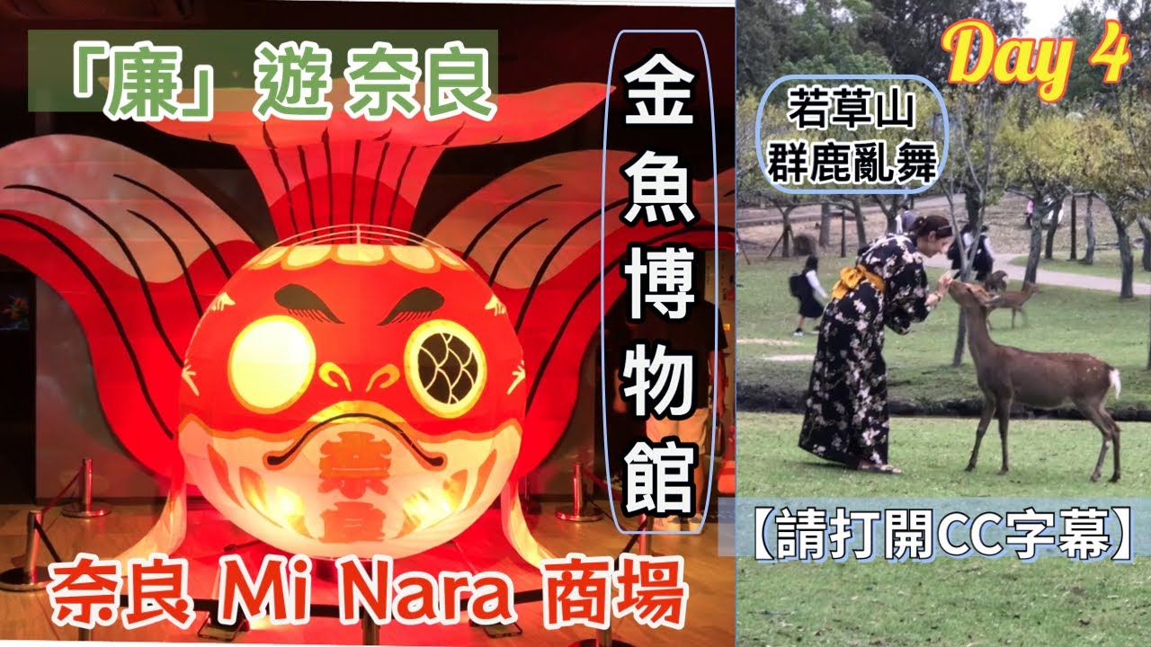 【廉遊奈良】Day 4｜打卡聖地：奈良金魚博物館｜沒有鹿餅去𢭃鹿，會不會被鹿撞屁屁？｜10萬円奈良五天之旅 - 第四天 行程