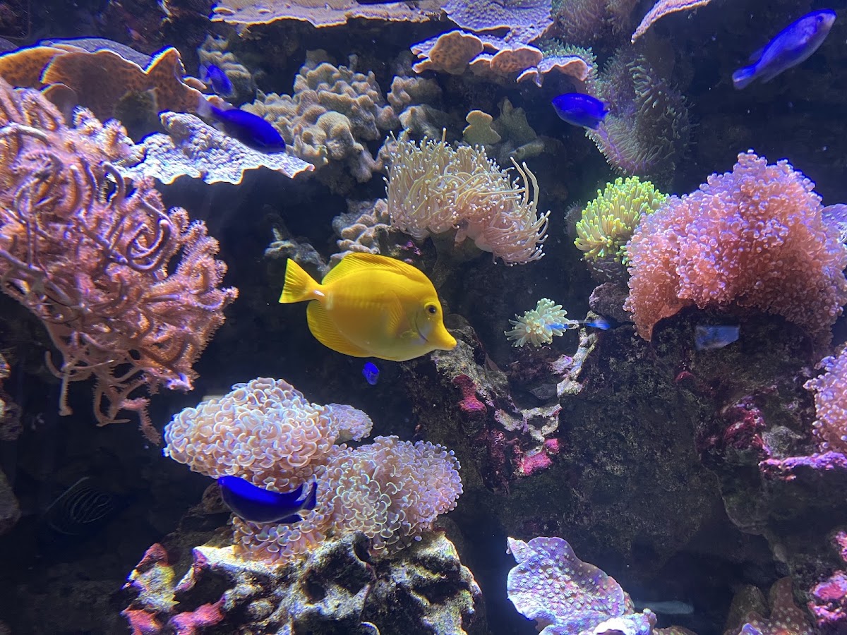 沖繩DMM Kariyushi水族館（DMM かりゆし水族館） 實景照片 8