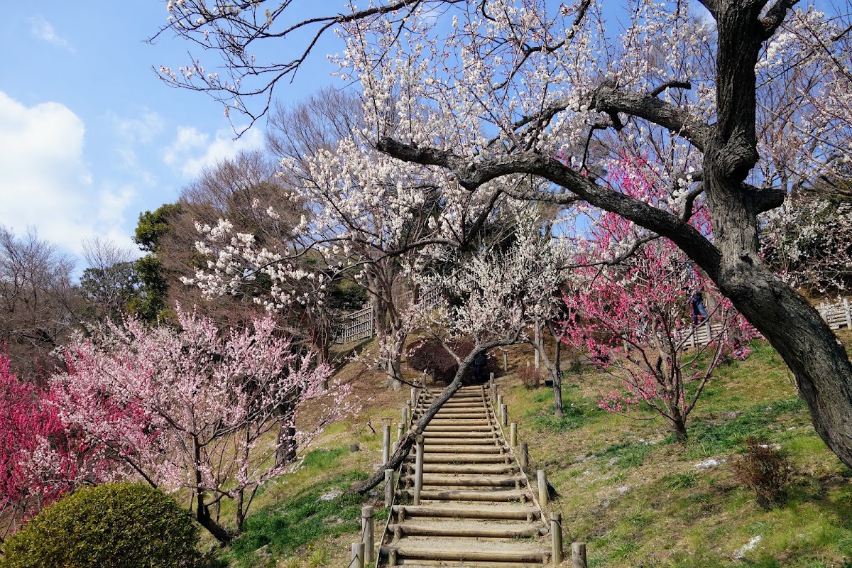 偕樂園(偕楽園) 實景照片 6