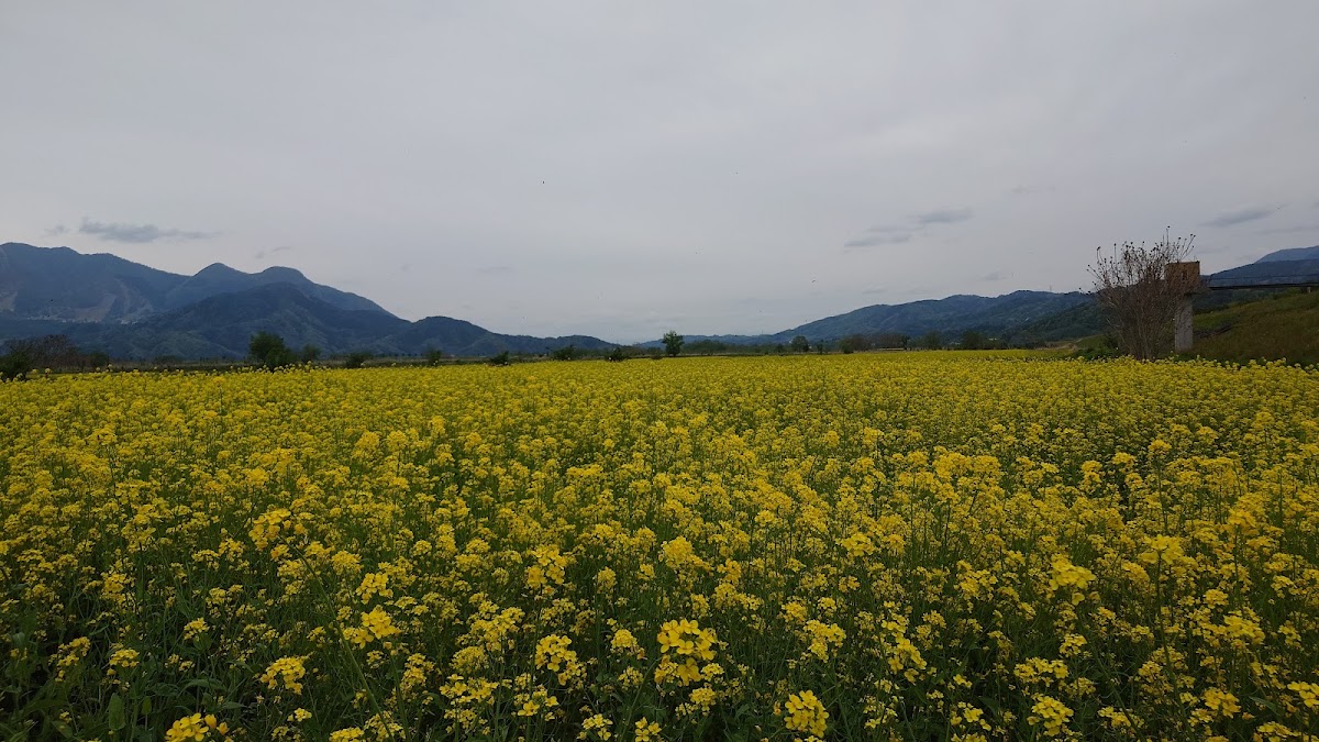 道之驛 花之驛 千曲川(道の駅 花の駅 千曲川) 實景照片 2