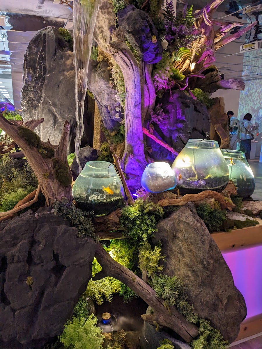 奈良金魚博物館（奈良金魚ミュージアム） 實景照片 10