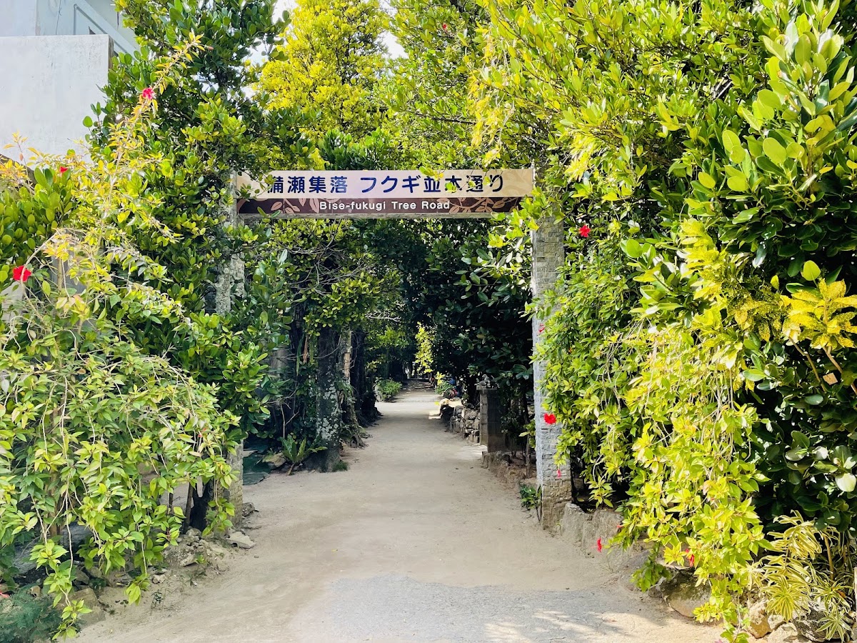 備瀨福木樹林大道(備瀬のフクギ並木)