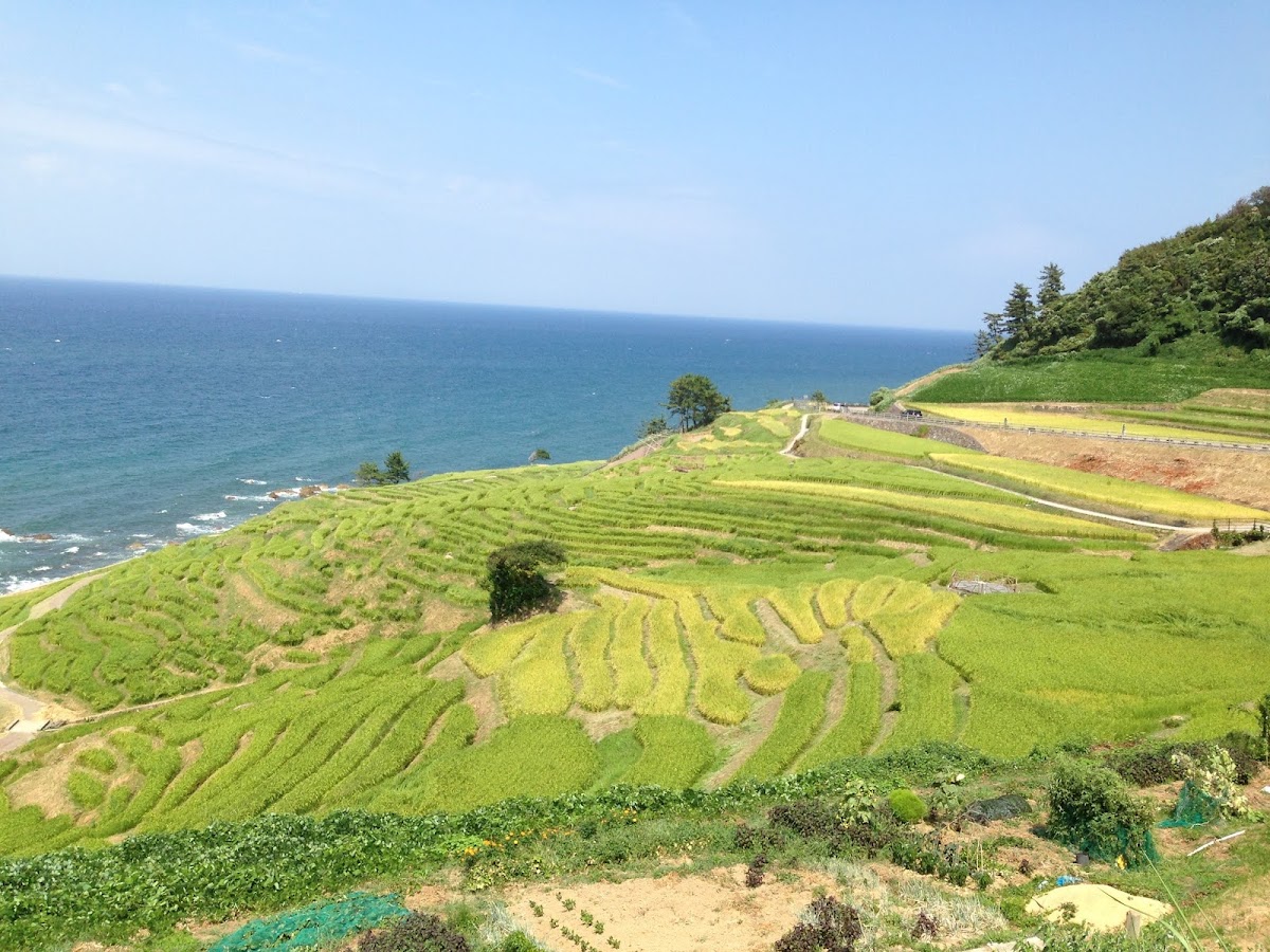 白米千枚田 實景照片 8