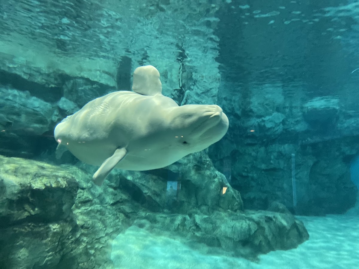 名古屋港水族館 實景照片 5