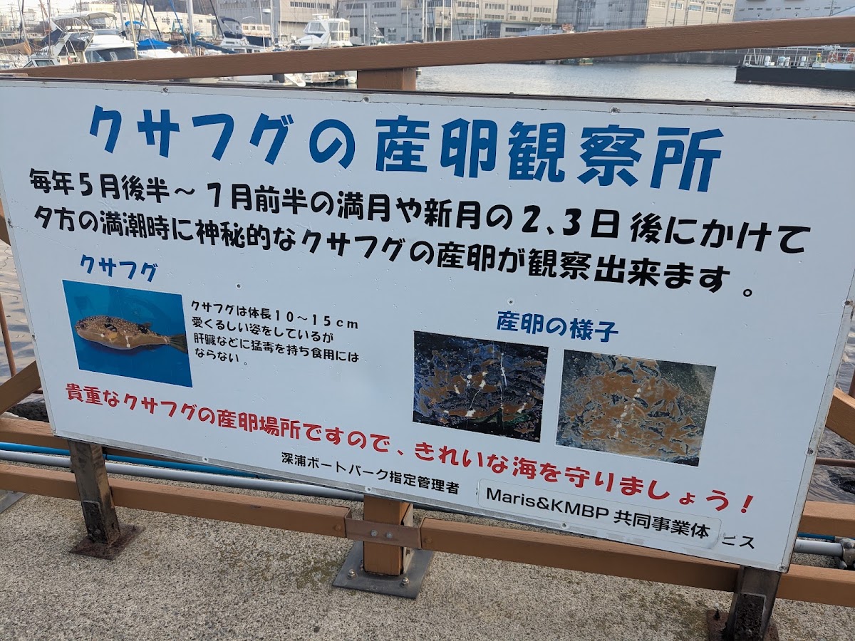 橫須賀深浦海之驛（よこすか・ふかうら海の駅） 實景照片 8