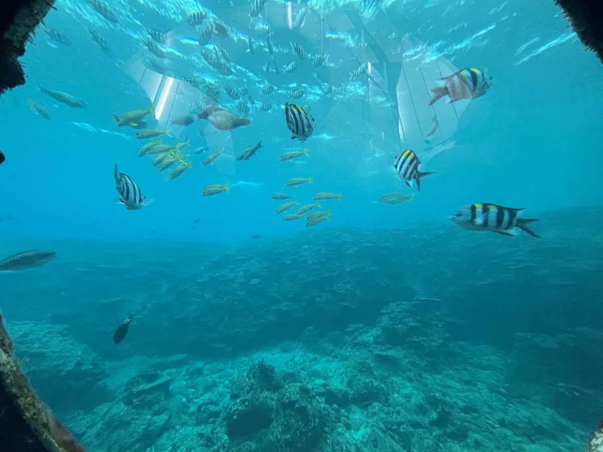 水下觀景窗魚群海底世界