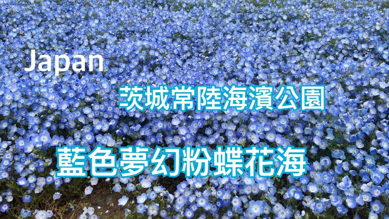 日本茨城國營常陸海濱公園,超級夢幻藍色粉蝶花海、林中萬紫千紅鬱金香,一次看個過癮!