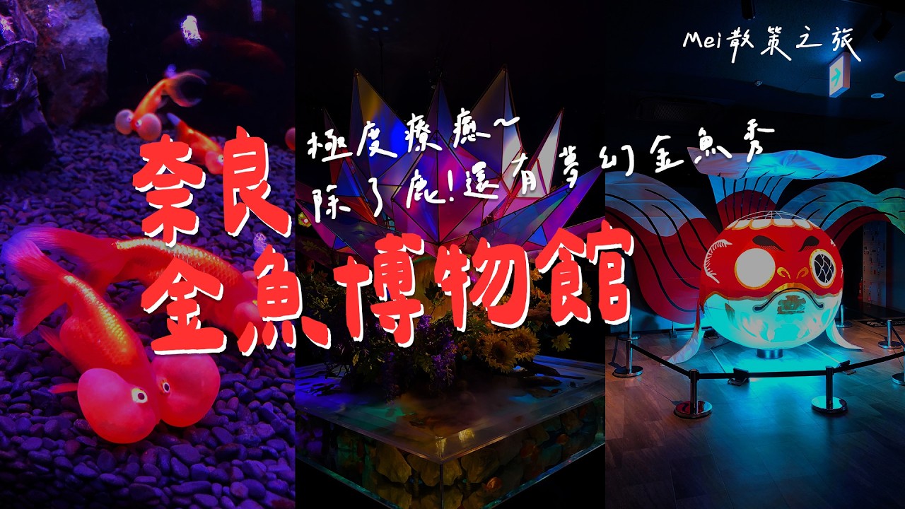來奈良看金魚發呆，非常療癒的展覽~壓力瞬間消失｜藝術與金魚的完美結合，你看過那些稀有品種??