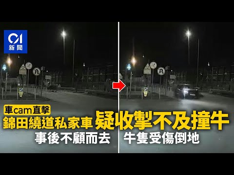 錦田繞道私家車撞牛　肇事後不顧而去　牛隻受傷一度倒地｜01新聞｜突發｜車CAM｜新界｜馬路｜牛