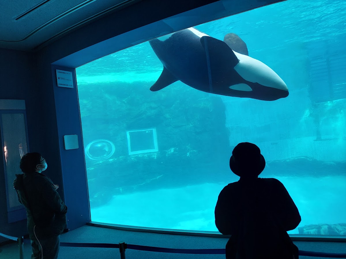 名古屋港水族館 實景照片 3