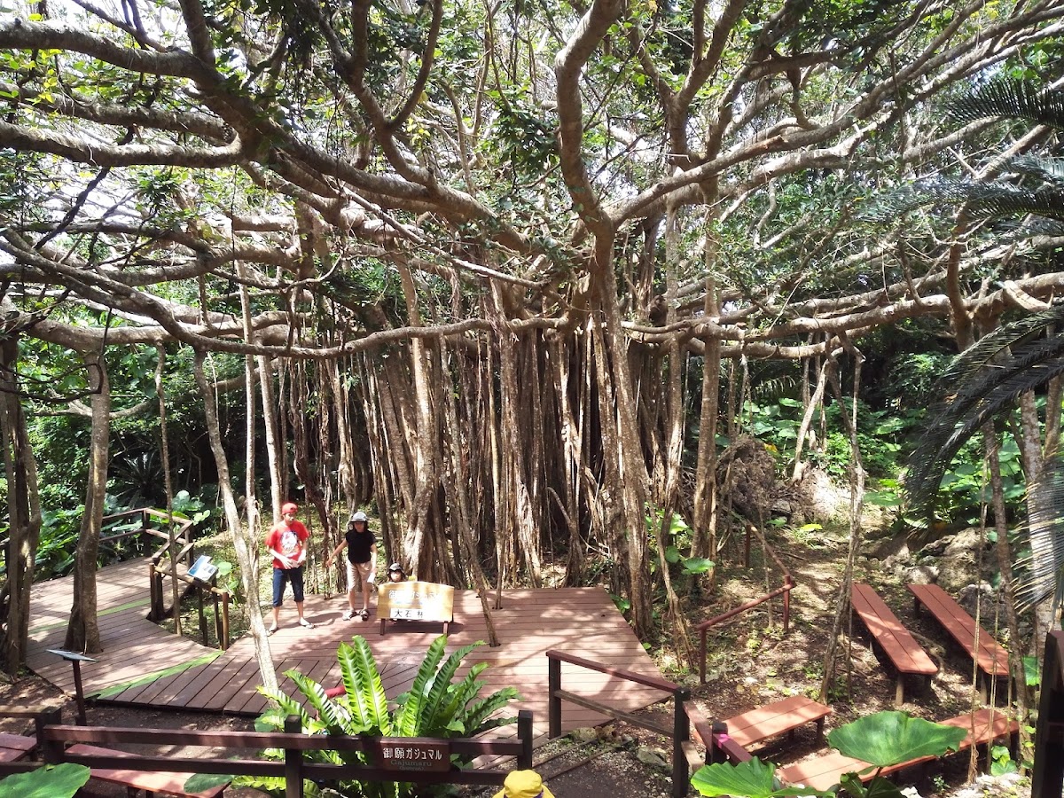 森林中巨大的榕樹與木棧道遊客