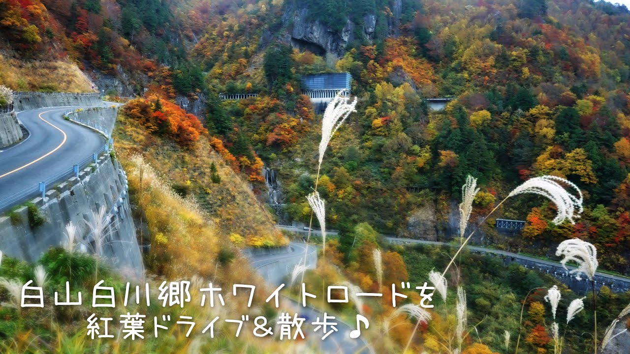 白山白川郷ホワイトロード を紅葉ドライブ&散歩♪