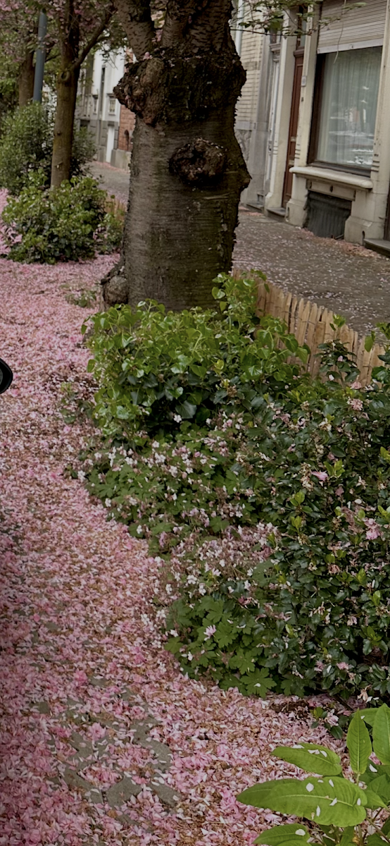 落花與樹幹街道