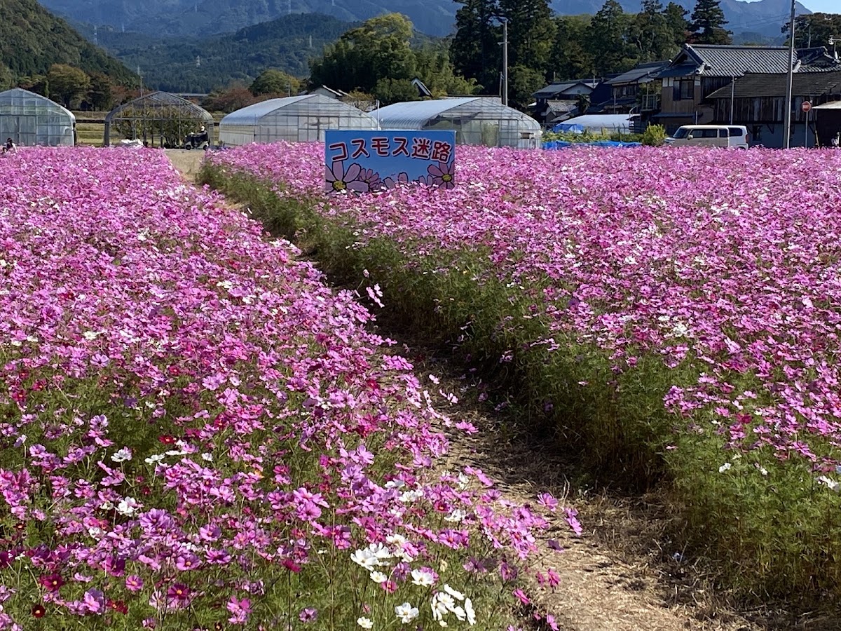 道之驛 瀨瀨流之里甲良(道の駅 せせらぎの里こうら) 實景照片 3