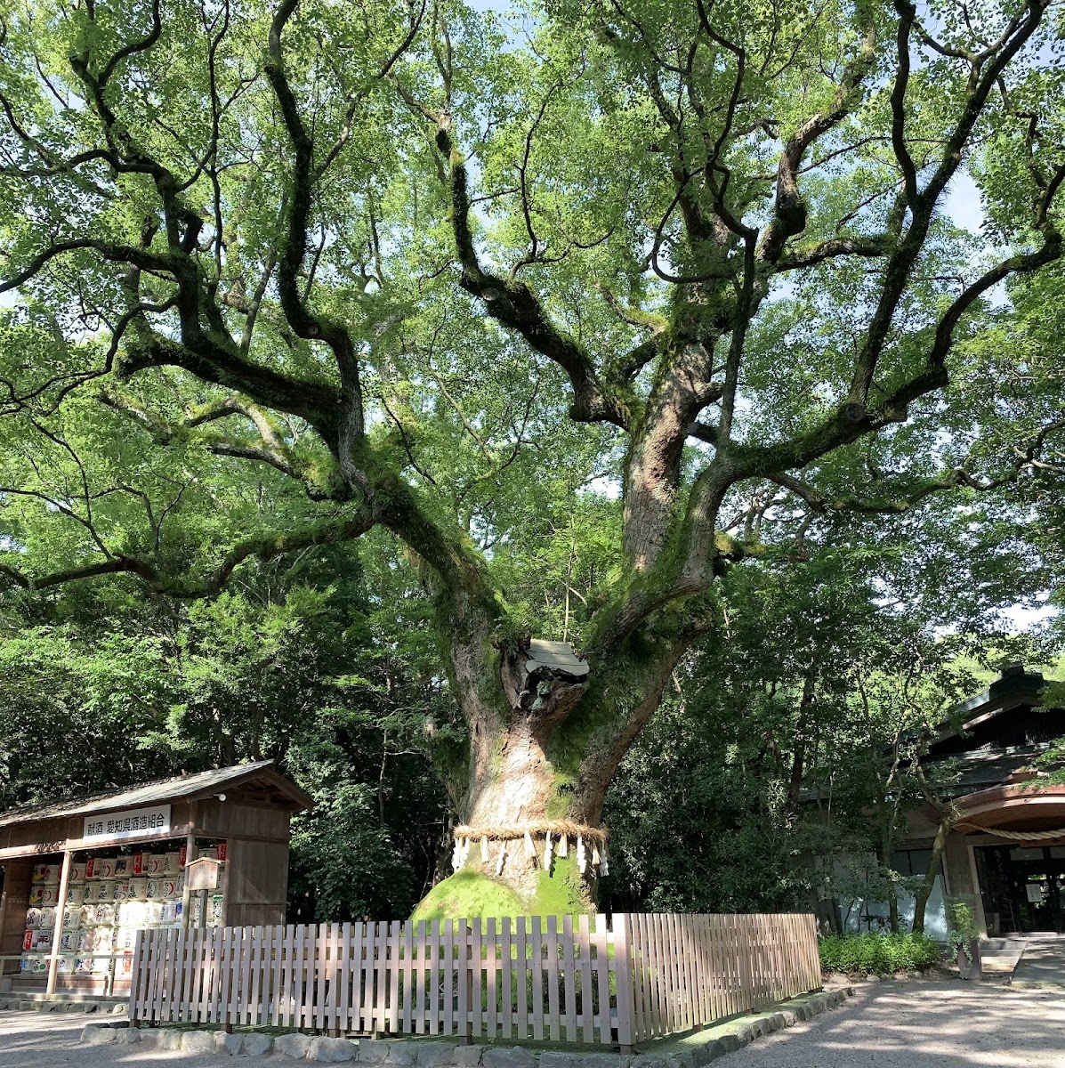 熱田神宮內的大楠神木
