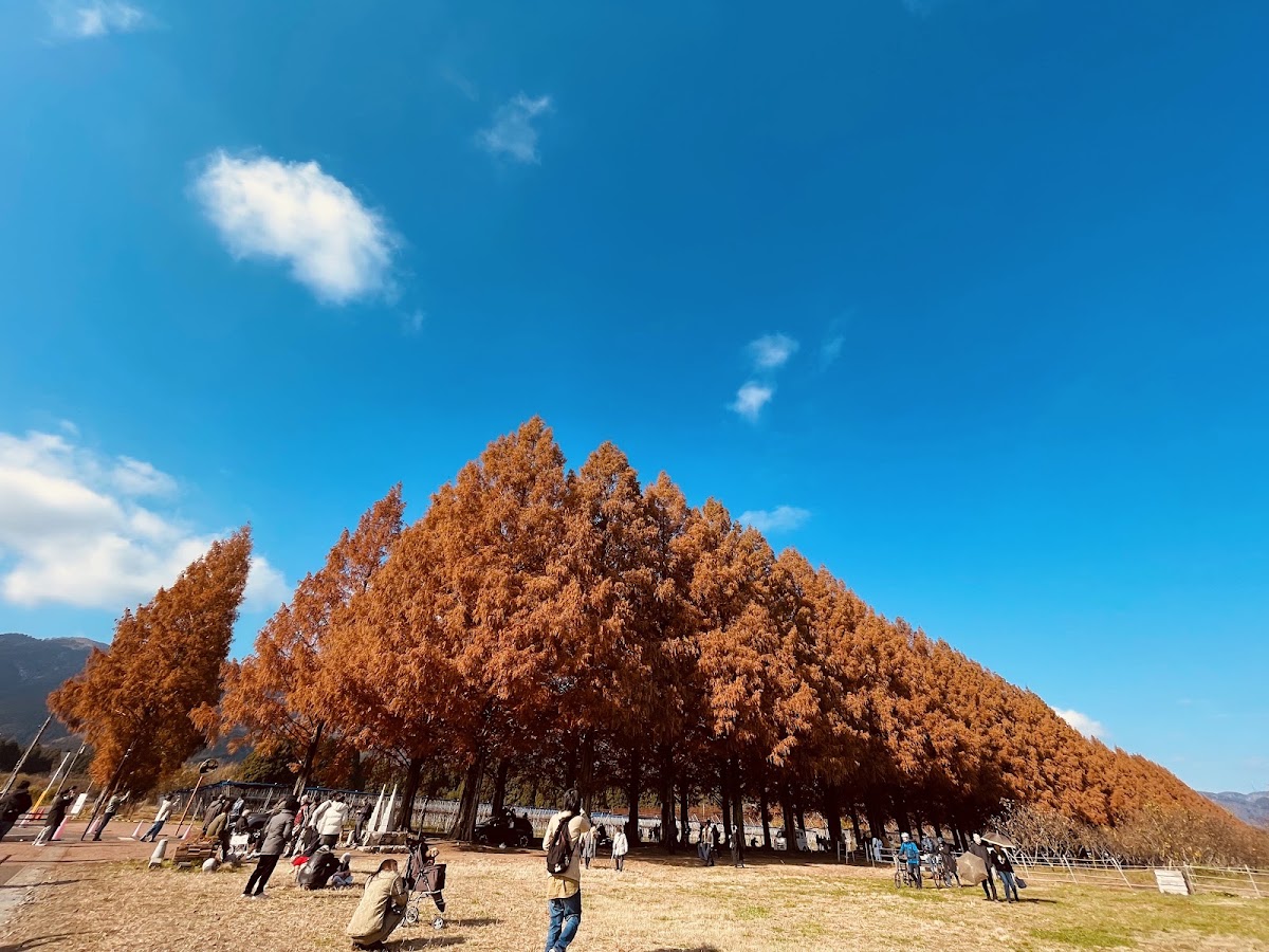水杉林蔭大道（メタセコイア並木） 實景照片 3