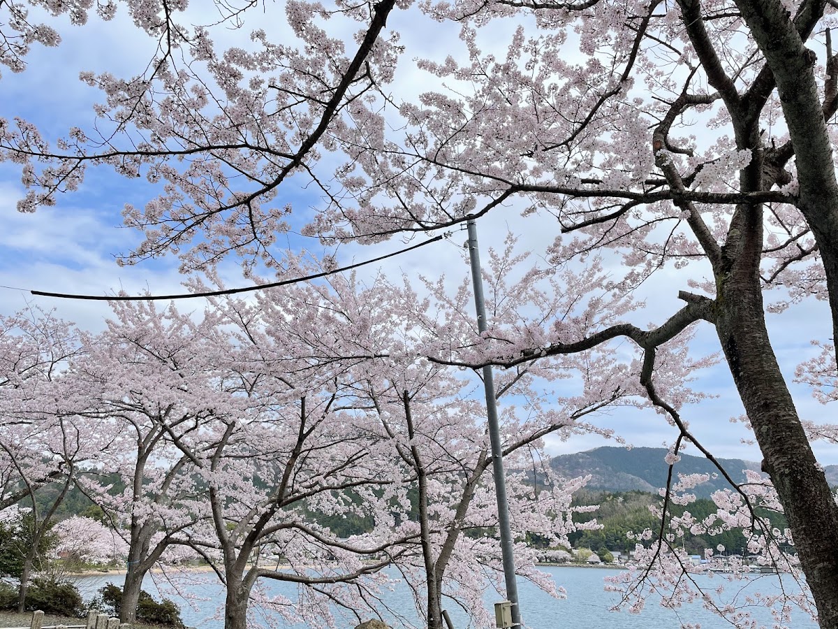 海津大崎 實景照片 6