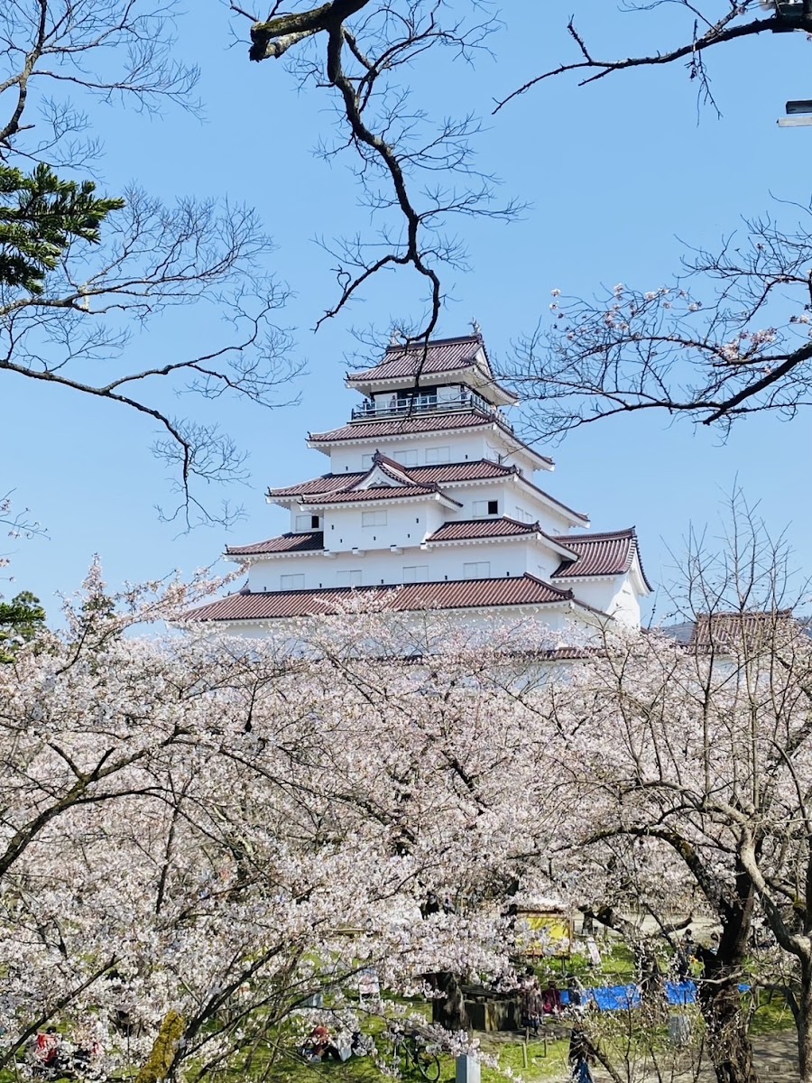 櫻花環繞的白色天守閣春景