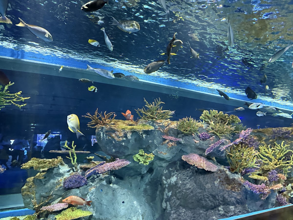沖繩DMM Kariyushi水族館（DMM かりゆし水族館） 實景照片 6
