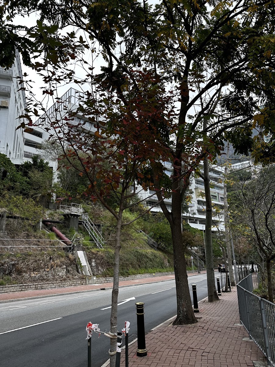 香港大學李嘉誠醫學院 Li Ka Shing Faculty of Medicine 停車場 實景照片 10