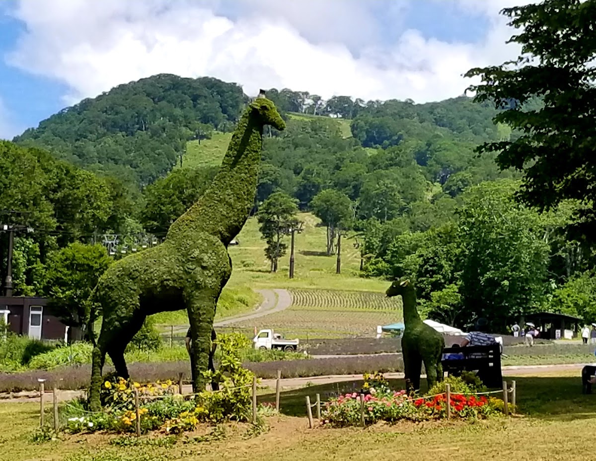 Tambara滑雪樂園（たんばらスキーパーク） 實景照片 9