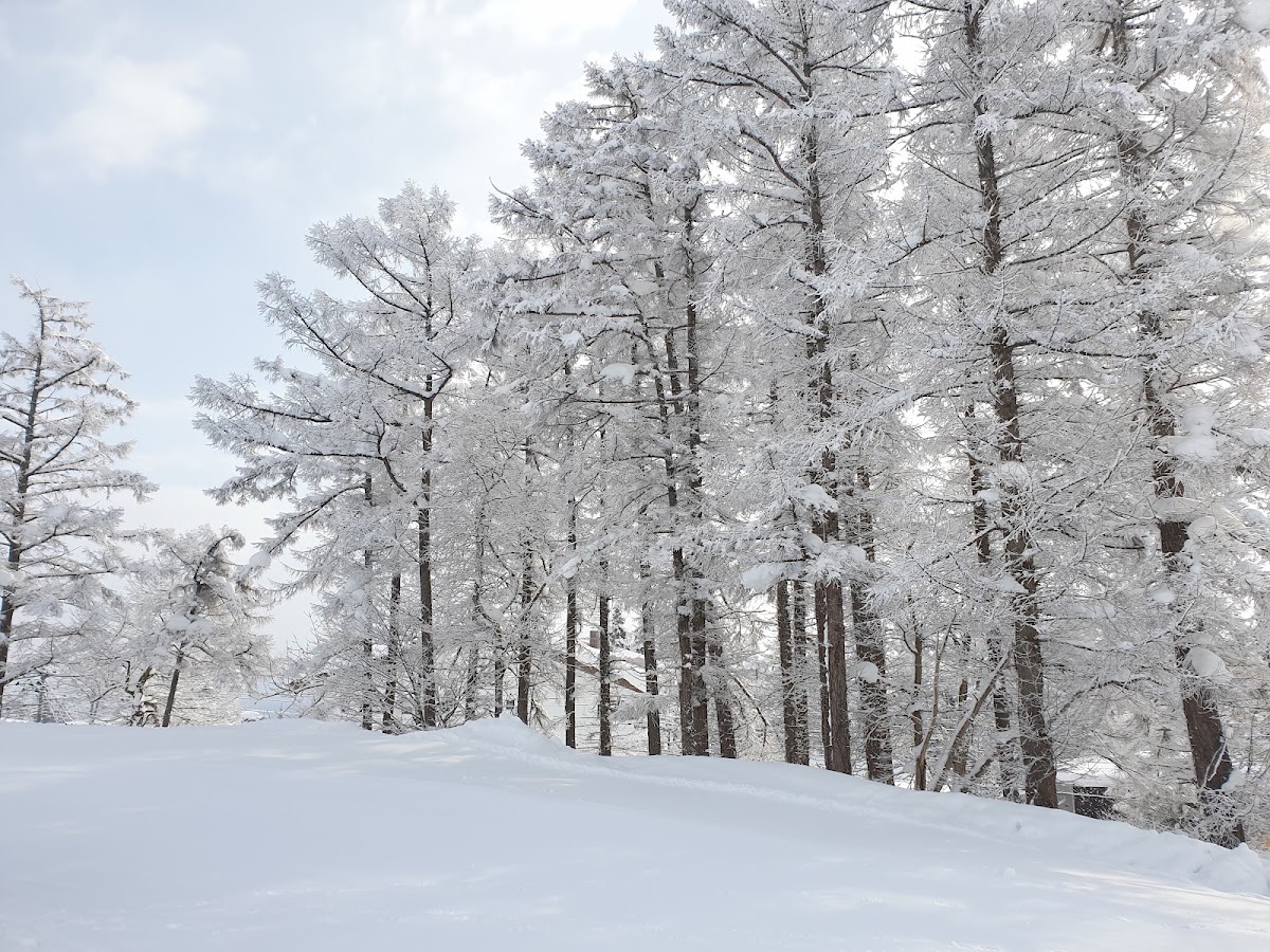 妙高赤倉溫泉滑雪場（赤倉温泉スキー場） 實景照片 9