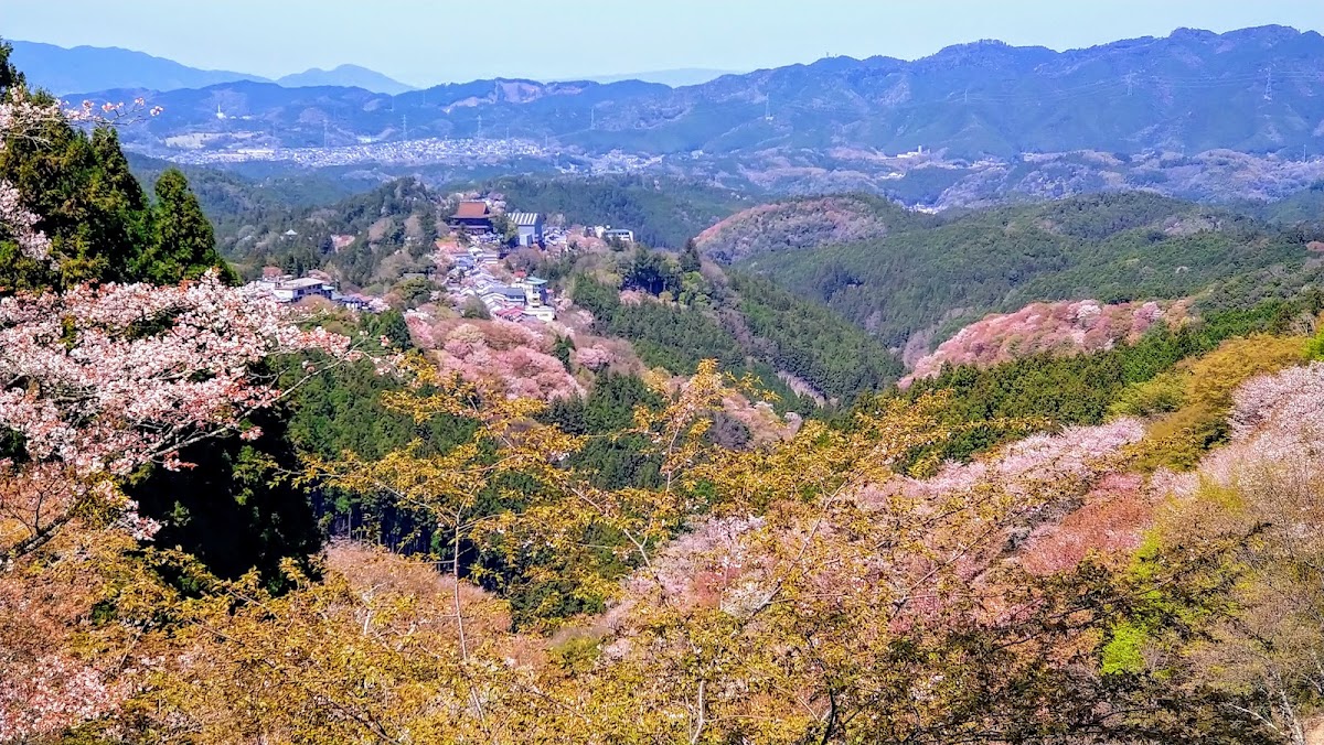 吉野山春櫻與遠山風光大景