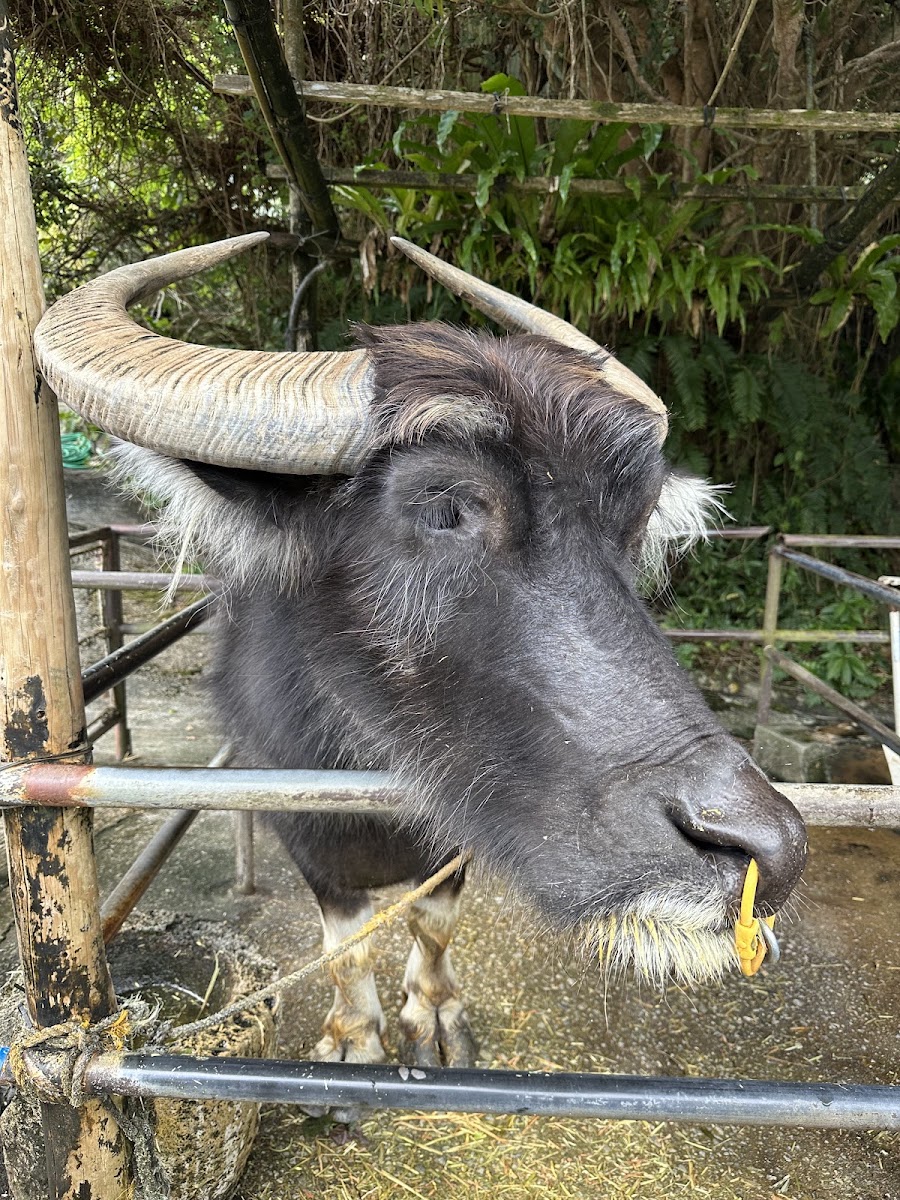 琉球村 實景照片 5