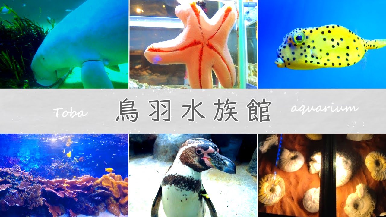#58 【徹底解説】来館者の8割が大人!!鳥羽水族館