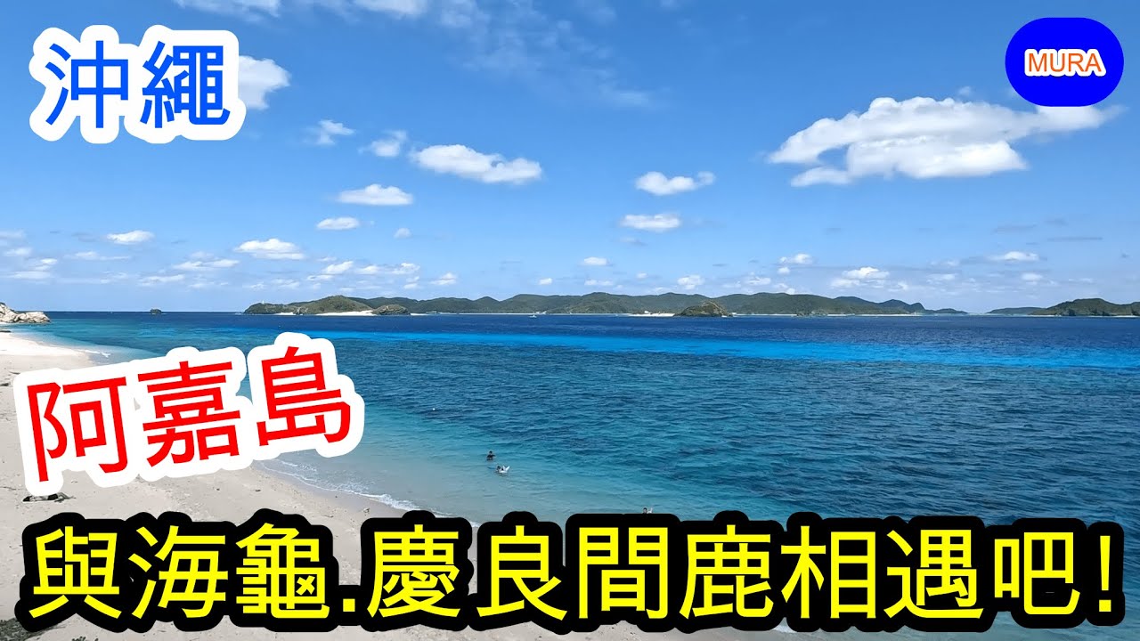 【沖繩 離島 阿嘉島】慶良間諸島『阿嘉島』一日來回輕旅行 與慶良間鹿.海龜相遇海景超讚美麗小島
