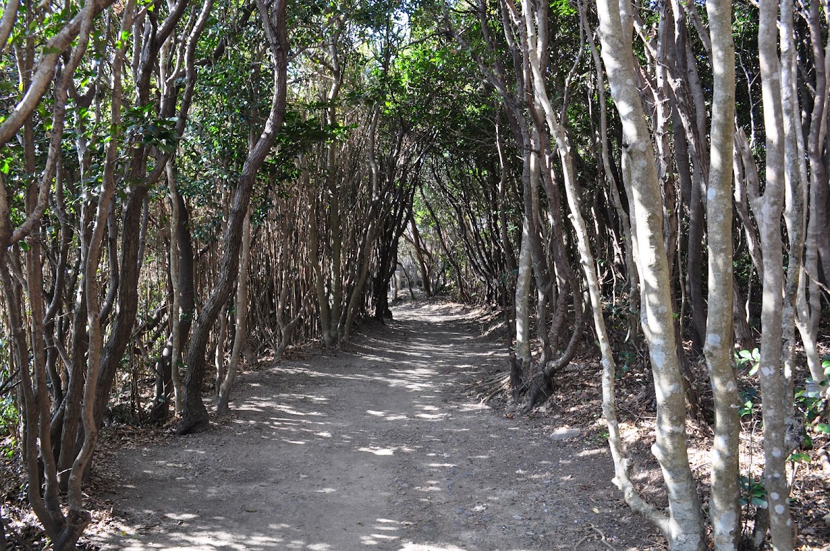綠意盎然的樹林步道