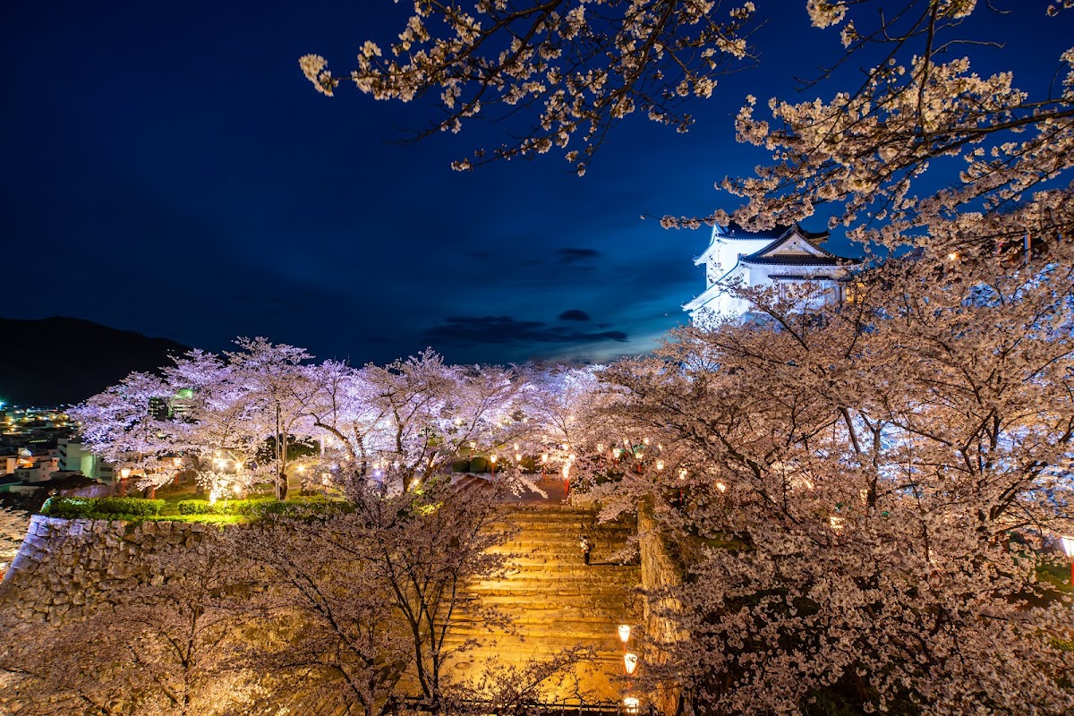 夜景點燈與櫻花城堡