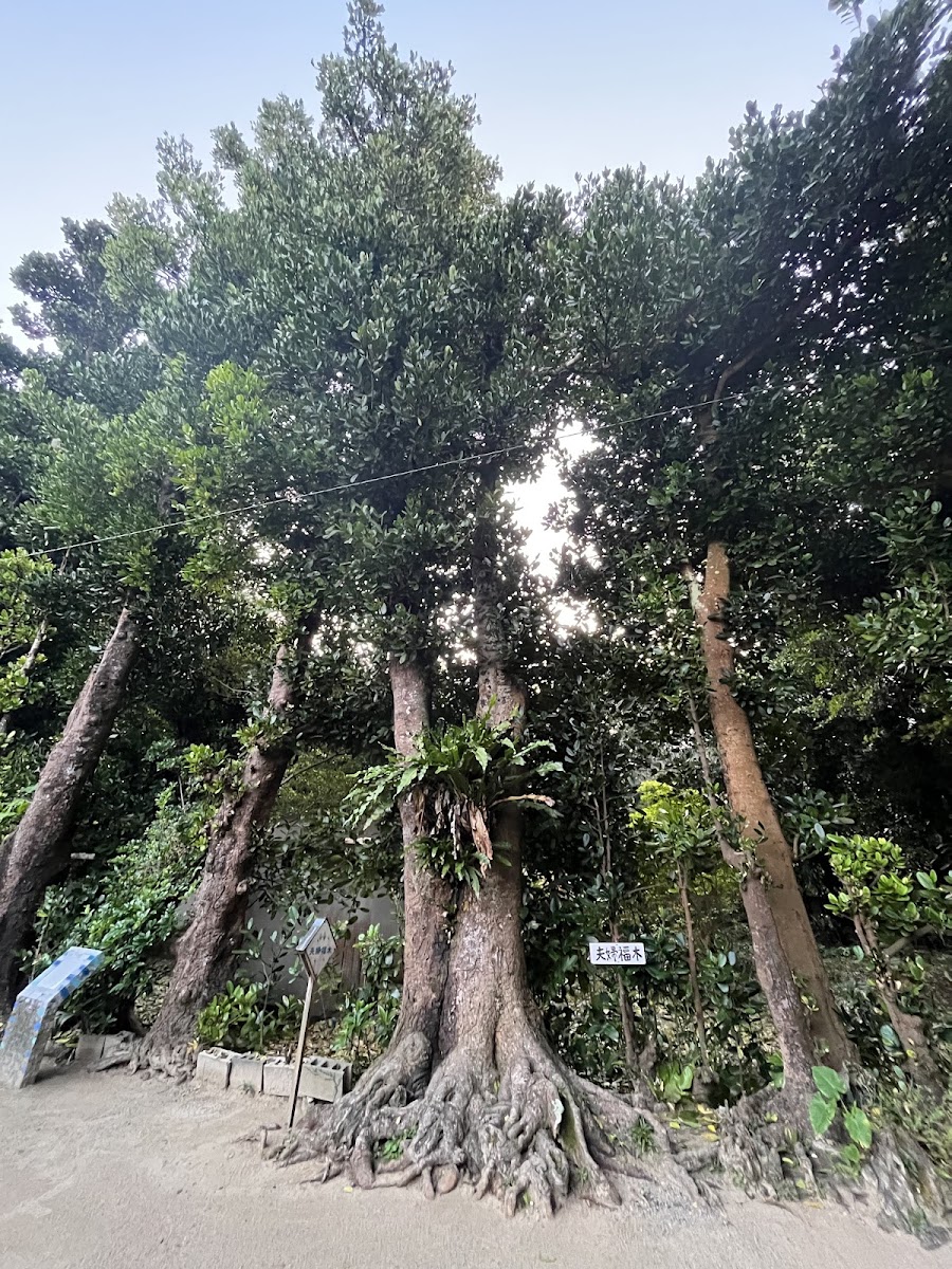 備瀨福木樹林大道(備瀬のフクギ並木) 實景照片 2