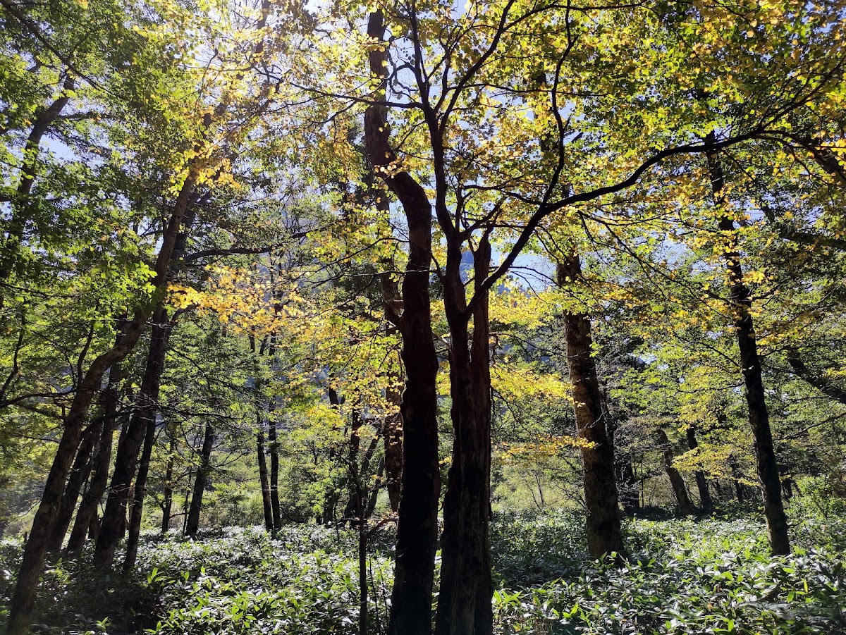 岳澤濕原(岳沢湿原) 實景照片 10