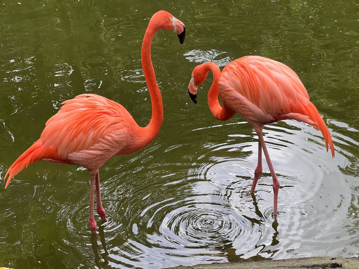 名護自然動植物公園(ネオパークオキナワ) 實景照片 8
