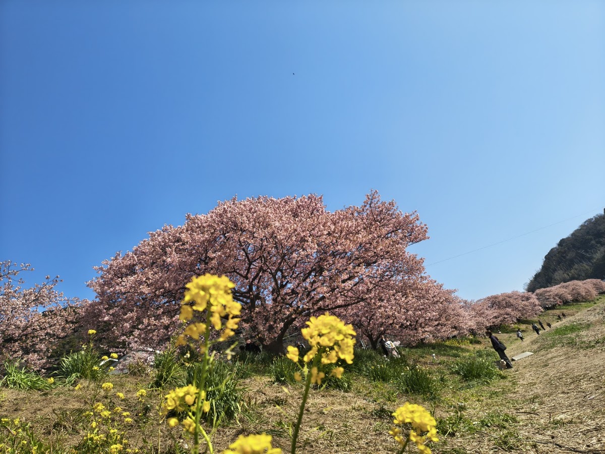 道之驛 下賀茂溫泉 湯之花(道の駅 下賀茂温泉 湯の花) 實景照片 7