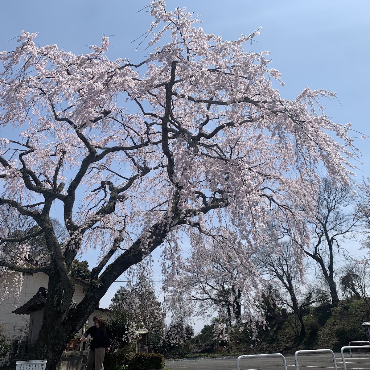 道之驛 竹田（道の駅 竹田） 實景照片 4