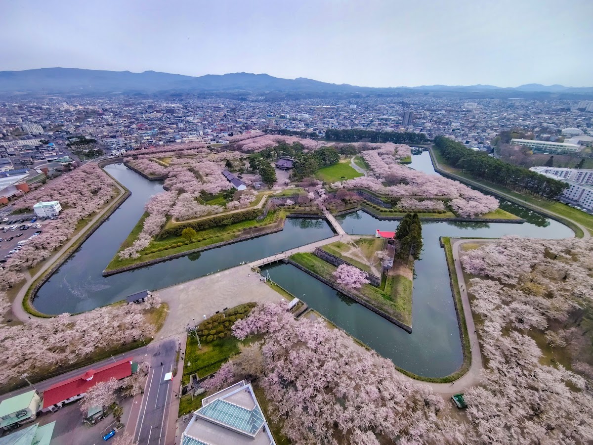 櫻花季高空俯瞰五稜郭星形要塞全景