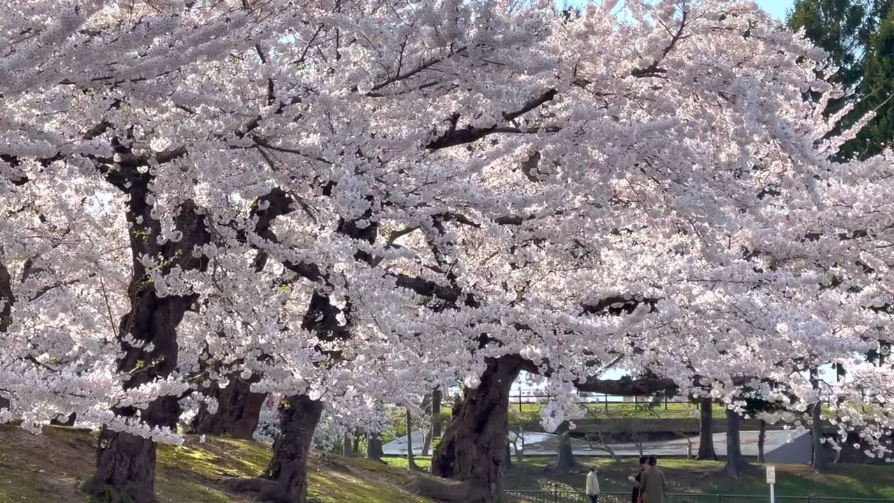 日本/北海道/函館/五稜郭/櫻花散策 2023