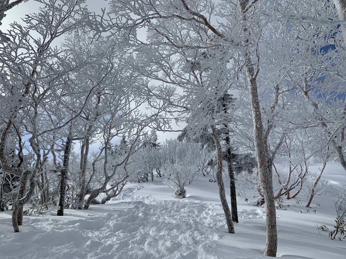 安比高原滑雪場(安比高原スキー場) 實景照片 9