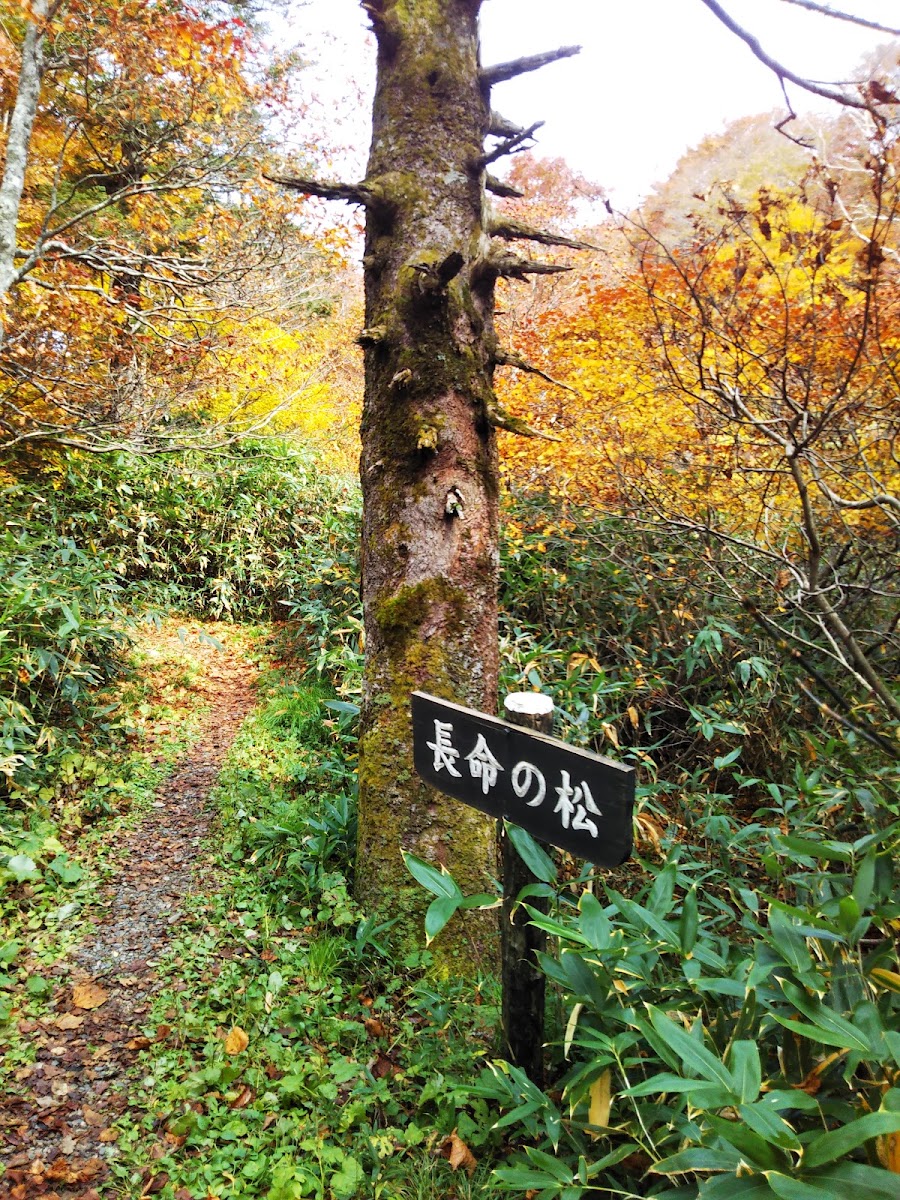 藏王溫泉(蔵王温泉) 實景照片 5